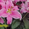 A close up of pink flowers with the word oriental written underneath