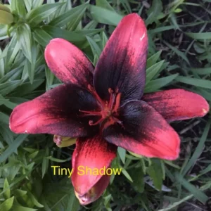 A red and black flower sitting in the grass.