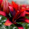 Deep red lily blossom with blurred background