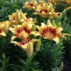 Yellow lilies with red centers in garden
