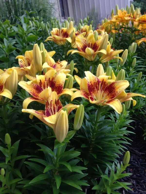 Yellow lilies with red centers in garden