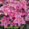 Cluster of pink oriental lilies in bloom