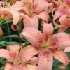Cluster of peach-pink speckled lilies