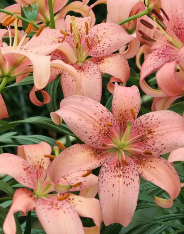 Cluster of peach-pink speckled lilies