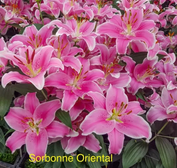 Cluster of pink oriental lilies in bloom