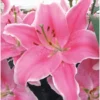 A close up of pink flowers with white edges