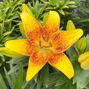 A yellow flower with red spots on it