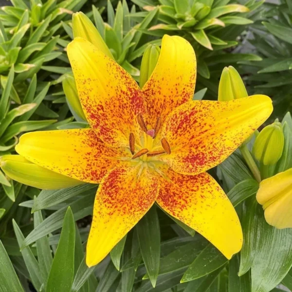 A yellow flower with red spots on it