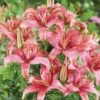 Cluster of pink lilies in leafy garden