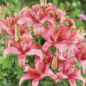 Cluster of pink lilies in leafy garden