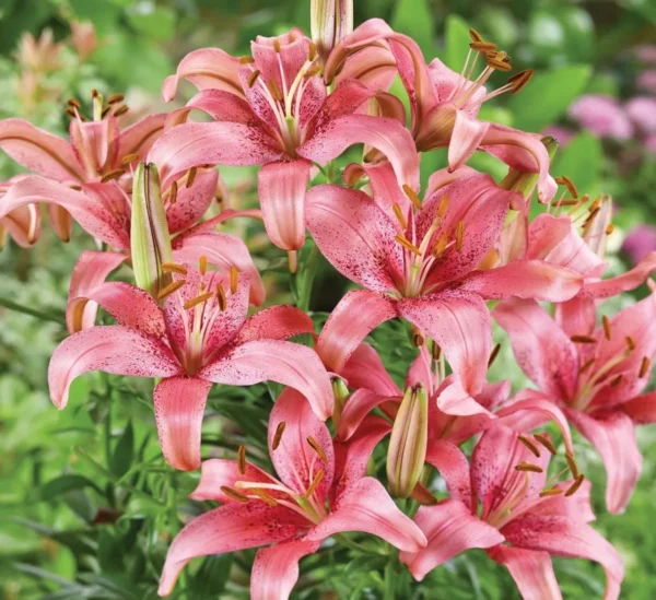 Cluster of pink lilies in leafy garden