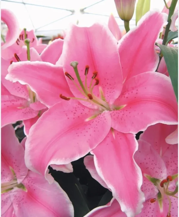A close up of pink flowers with white edges