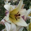 Pale cream lily with dark brown stamens