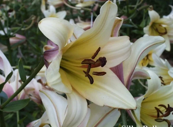 Pale cream lily with dark brown stamens