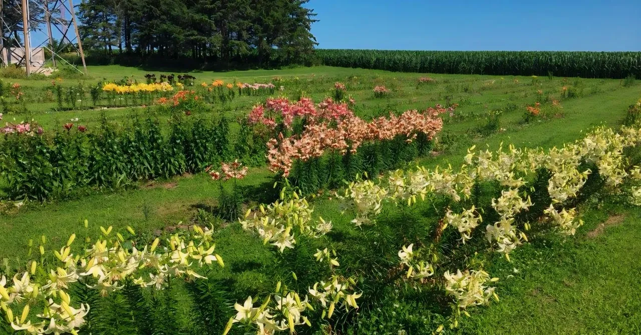 Rows of colorful lilies in a field.