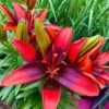 Close-up red lily with green buds