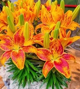 A close up of some flowers in a vase