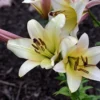 Pale yellow lilies with dark stamens