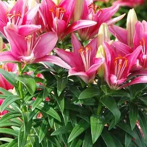 A closeup look at beautiful pink flowers