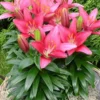 Basket of blooming pink lilies and foliage