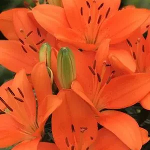 Close-up of vibrant orange lily blooms