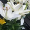 Cluster of white lilies with green foliage