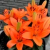 cluster of vibrant orange lilies