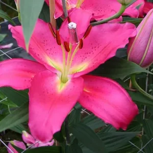 Vibrant pink lily bloom with unopened buds