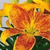Speckled orange and yellow lily blossom