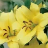 A close up of two yellow flowers with green leaves