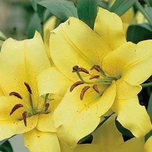 A close up of two yellow flowers with green leaves