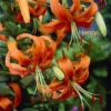 Vibrant orange tiger lilies in summer bloom