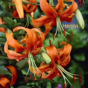 Henryi orange tiger lilies in bloom