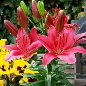 Vibrant pink lilies with unopened buds