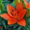 Vibrant orange lily bloom with green buds
