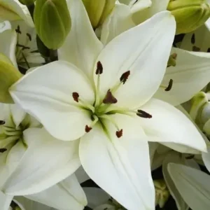 A close up of the white flowers of an oriental lily