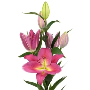 Vibrant pink lily stem with buds