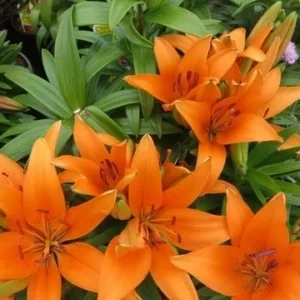 A closeup look at beautiful orange flowers.