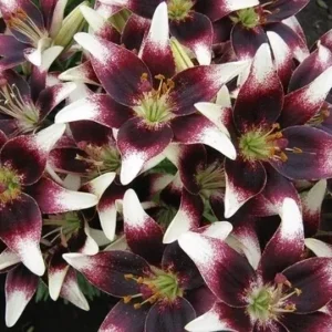 Cluster of burgundy and white lily flowers