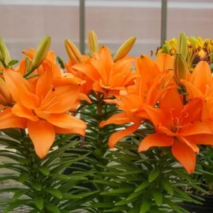 A close up of some orange flowers in the sun