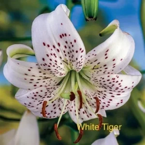 A close up of the flower of a white tiger