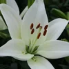 Close-up white lily with brown stamens