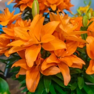 Cluster of double orange Asiatic lilies and buds