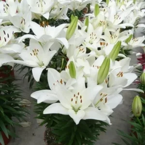 A group of white flowers that are in the grass.