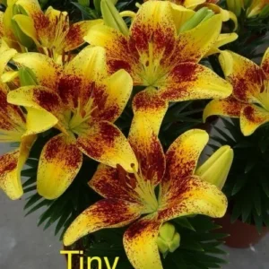 Tiny Nugget yellow lilies with red speckles