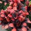 Coral and black Asiatic lily cluster