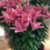 Pink lilies blooming in a pink pot