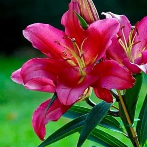 A close up of some pink flowers on a green background