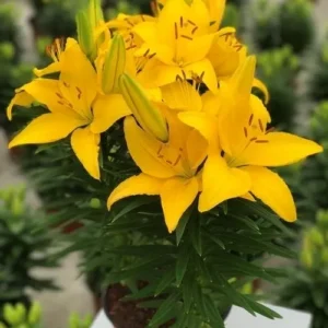 Potted bright yellow lilies