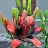 Black and red Asiatic lily with buds